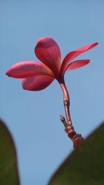 Close-up of red flowering plant against clear sky