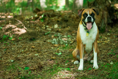 Portrait of boxer relaxing on field