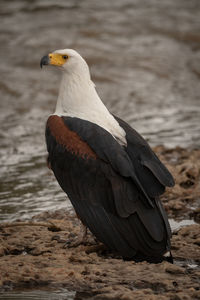 African fish eagle on beach by river