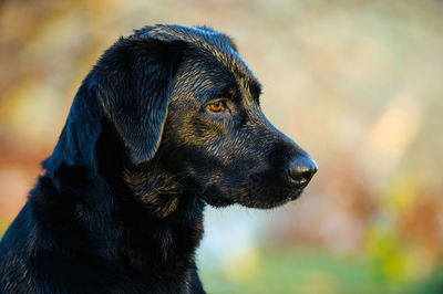 Close-up of black labrador