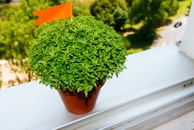 Close-up of potted plant on window sill