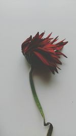 Close-up of red flower over white background