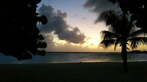 Silhouette tree on beach against sky during sunset