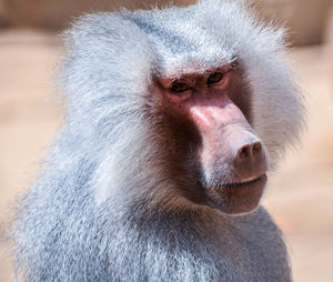 Close-up of a monkey looking away