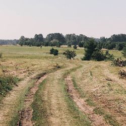 Trees in park