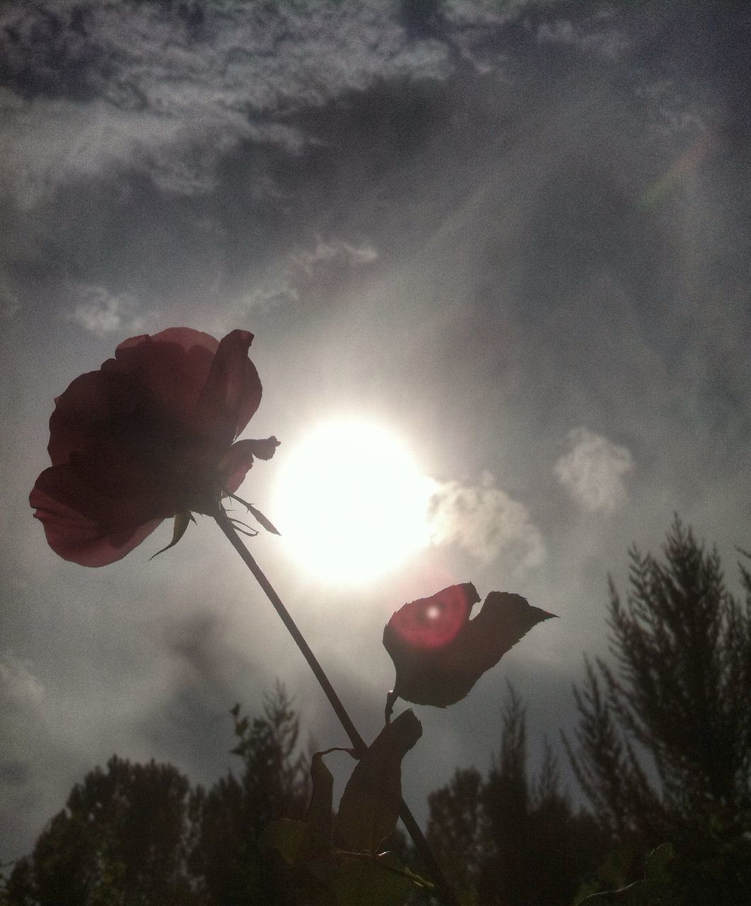 low angle view, sun, sky, tree, lens flare, sunbeam, sunlight, silhouette, cloud - sky, outdoors, one person, nature, day, red, holding, sunset, unrecognizable person, back lit, cloud