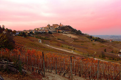 Scenic view of vineyard against sky during sunset