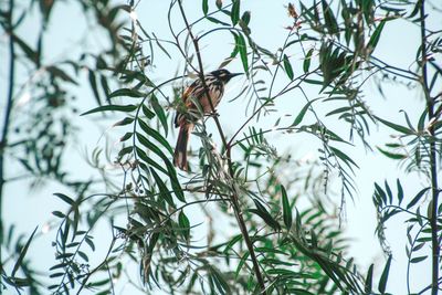 Close-up of bird perching on tree