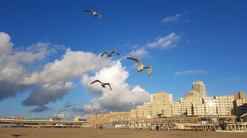 Low angle view of seagulls flying in city against sky