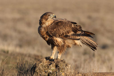 Close-up of bird perching on a field