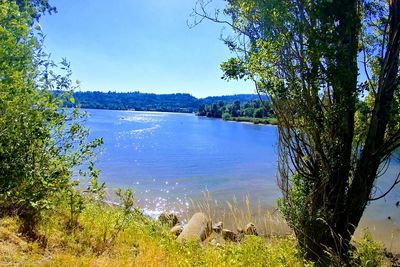 Scenic view of lake in forest