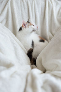 Cat relaxing on bed