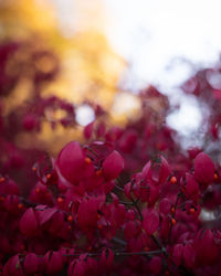 Close-up of pink flowering plants