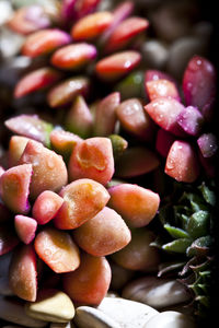 Close-up of fruits on plant