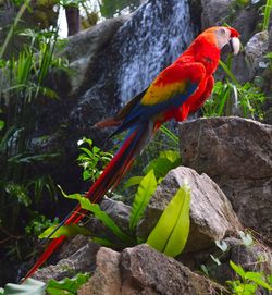 Close-up of parrot perching on rock