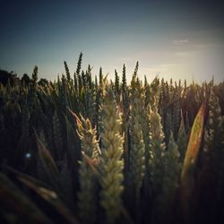 Close-up of plants on field against clear sky