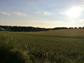 Scenic view of field against sky