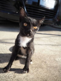 Portrait of black cat