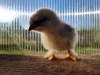 Close-up of a bird