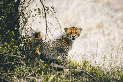 View of cheetah cubs