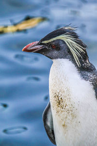 Close-up of a bird