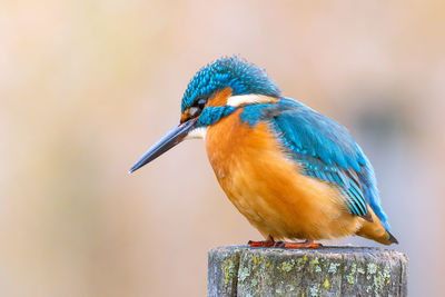 Close-up of hungry colorful bird, kingfisher, alcedo atthis, perching on wooden post