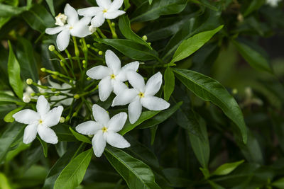 Close-up of white flowering plants