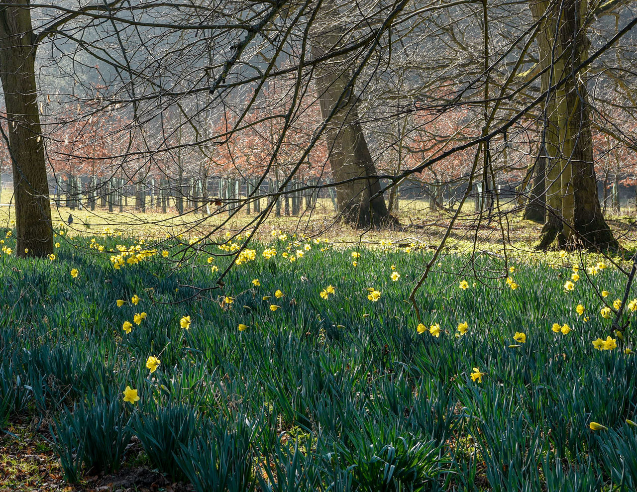 FLOWERING PLANTS AND TREES ON FIELD