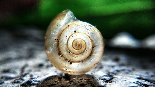 Close-up of snail on shell