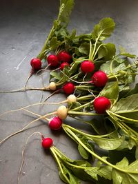 Colorful radishes, red and white radishes, garden harvest, fresh radishes with green leaves, spicy 