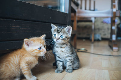 Portrait of cats on floor at home