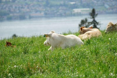 View of dogs on grassy field