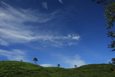 The beauty of pagilaran tea plantations. trees on field against sky