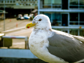 Close-up of seagull