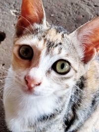 Close-up portrait of a cat