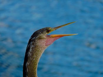 Close-up of heron on lake