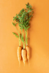 Close-up of fresh orange plant on table