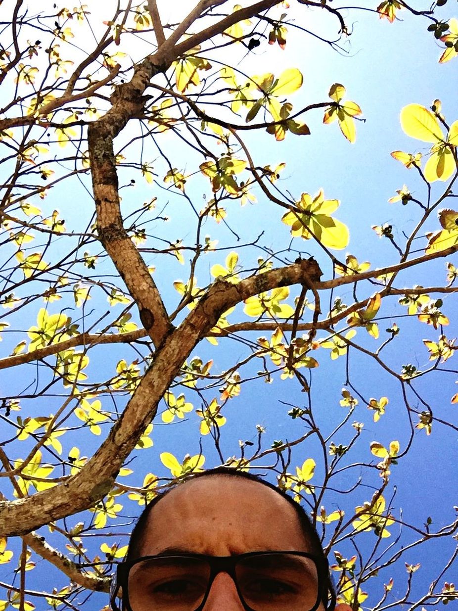 low angle view, tree, branch, part of, clear sky, one person, sky, cropped, close-up, outdoors, day, personal perspective, nature, person, holding, focus on foreground, leaf, growth, bare tree