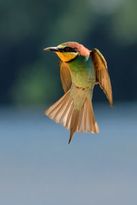 Close-up of bird flying