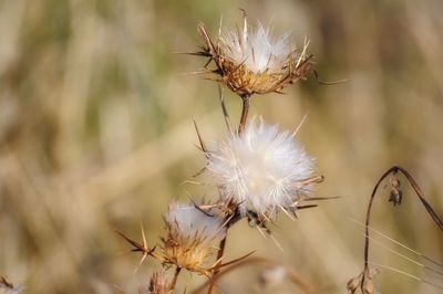 Close-up of dandelion