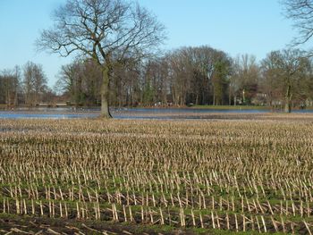 Scenic view of field against clear sky