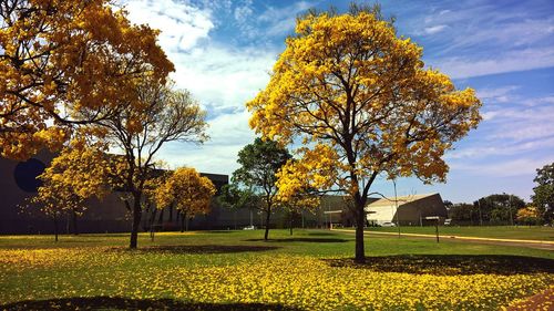 Trees in park against sky during autumn