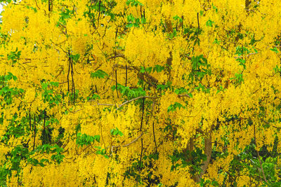 Full frame shot of yellow flowering plants in forest