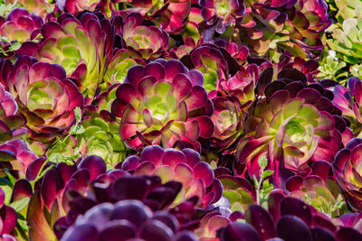 Houseleek plant background. sempervivum tectorum nature texture. many flowers succulent background.