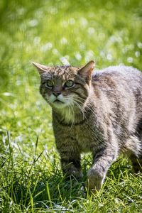 animal