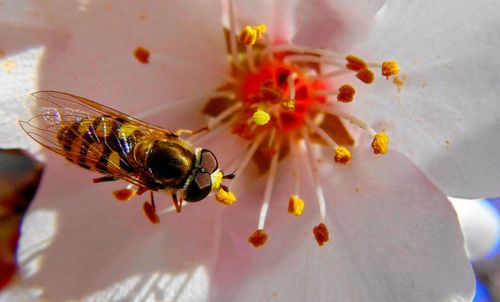 Close-up of bee on flower