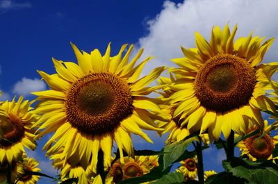 Close-up of sunflowers blooming against sky