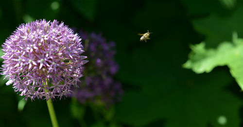 Close-up of bee pollinating on purple flower