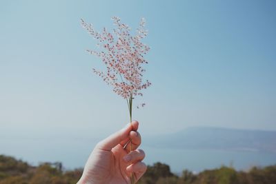 Close-up of hand holding tree against clear sky