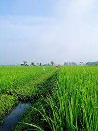 Scenic view of rice field against sky